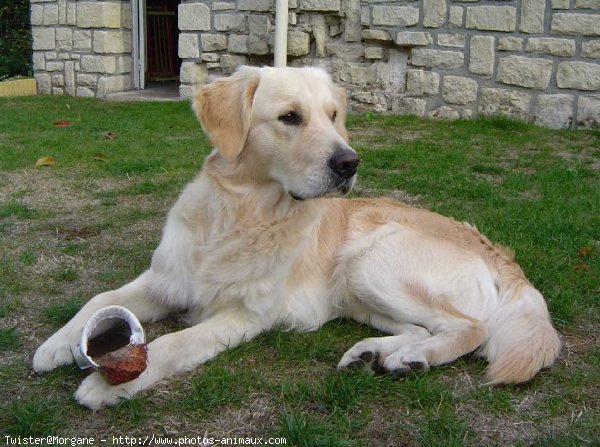 Photo de Golden retriever