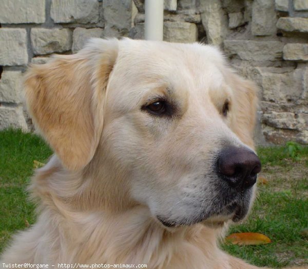 Photo de Golden retriever