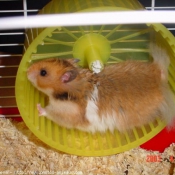 Photo de Hamster