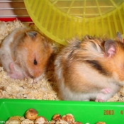 Photo de Hamster