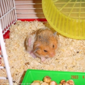 Photo de Hamster