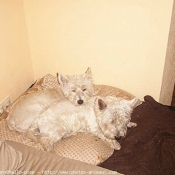 Photo de West highland white terrier