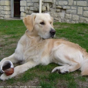 Photo de Golden retriever