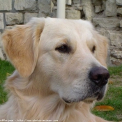 Photo de Golden retriever