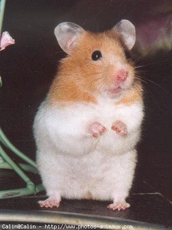 Photo de Hamster