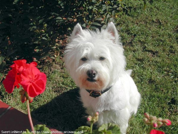 Photo de West highland white terrier