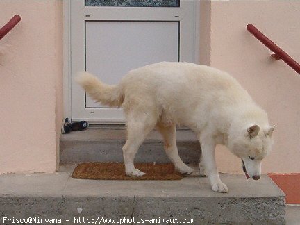 Photo de Husky siberien