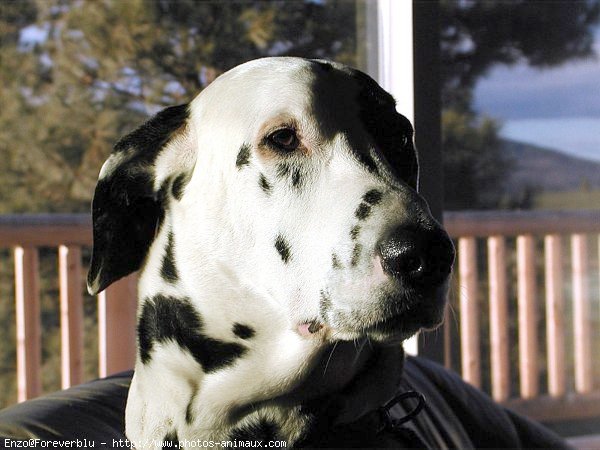 Photo de Dalmatien