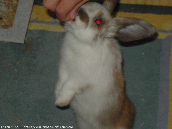 Photo de Lapin