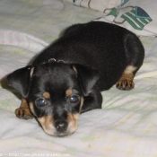 Photo de Pinscher nain