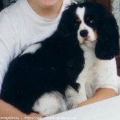 Photo de Cavalier king charles spaniel