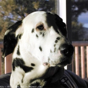 Photo de Dalmatien