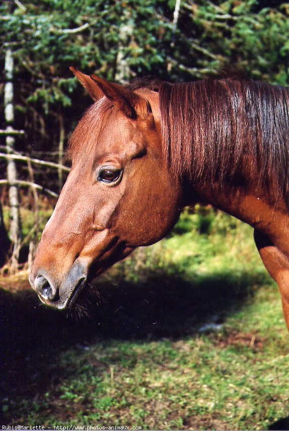 Photo de Quarter horse