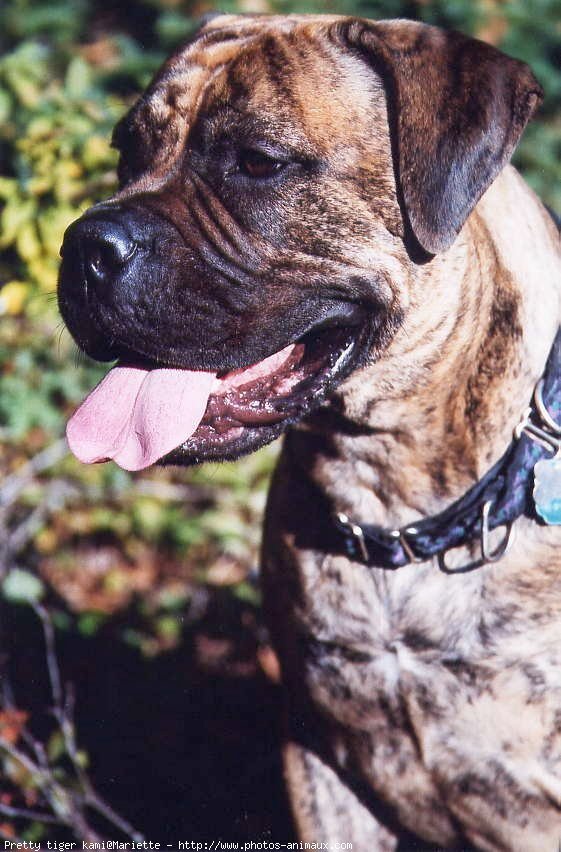 Photo de Bullmastiff