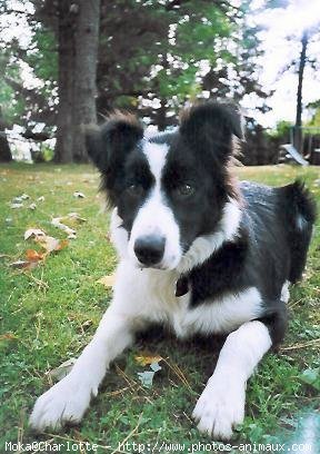 Photo de Border collie