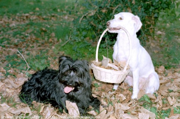 Photo de Races diffrentes