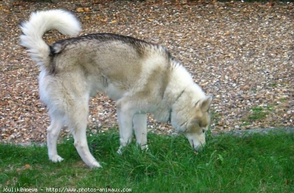 Photo de Husky siberien