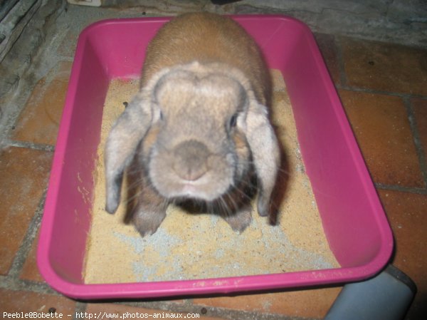 Photo de Lapin