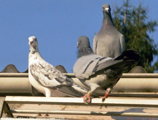 Photo de Pigeon