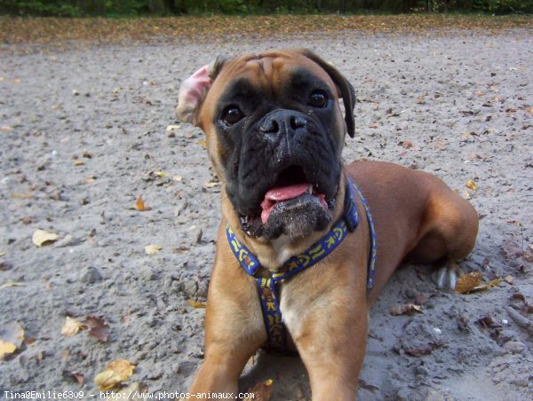 Photo de Boxer