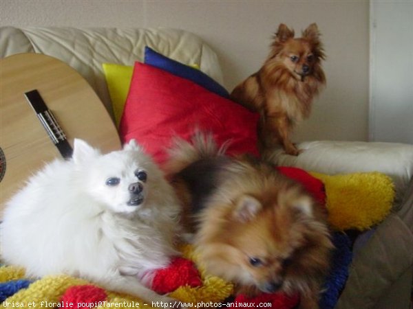 Photo de Spitz moyen