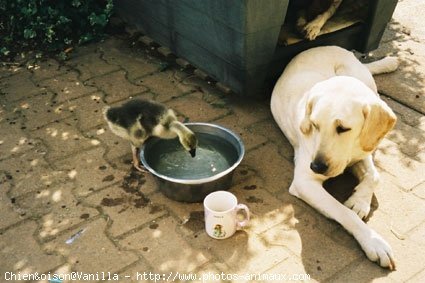 Photo de Labrador retriever