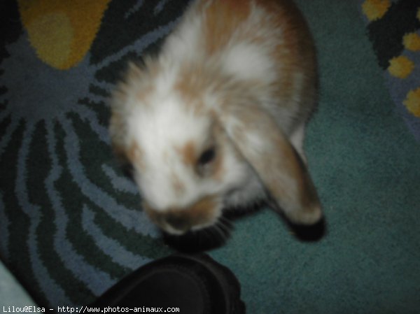 Photo de Lapin