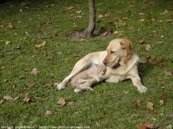 Photo de Races diffrentes