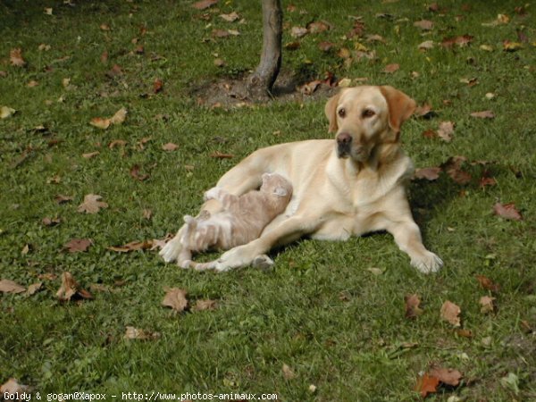 Photo de Races diffrentes