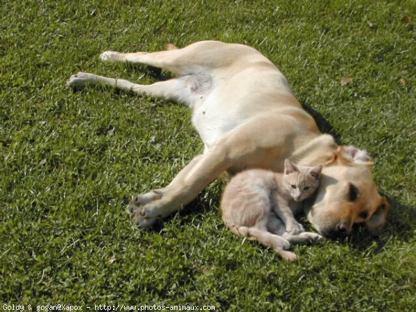 Photo de Races diffrentes