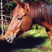 Photo de Quarter horse