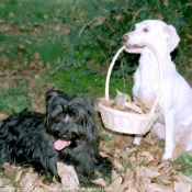 Photo de Races diffrentes