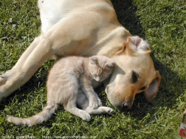 Photo de Races diffrentes