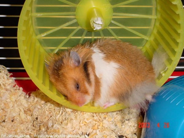 Photo de Hamster