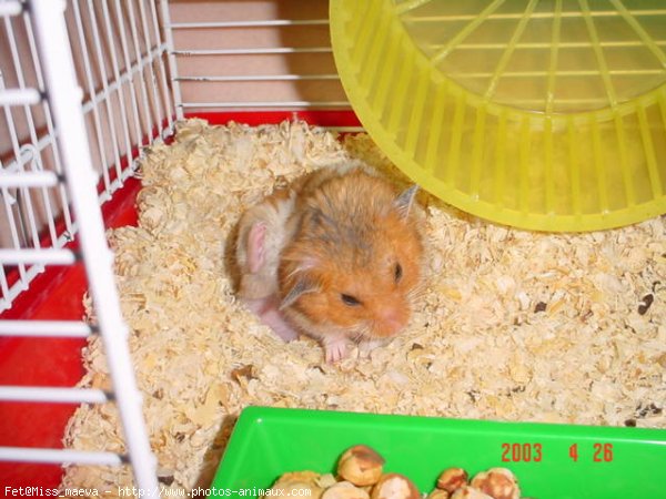 Photo de Hamster