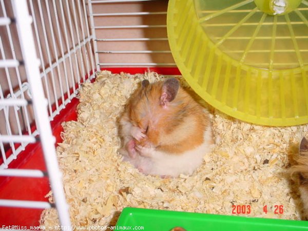 Photo de Hamster