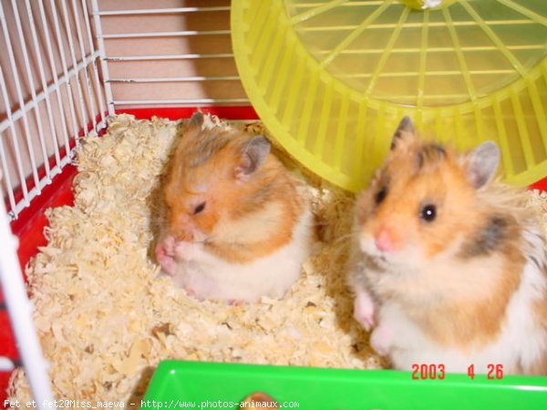 Photo de Hamster