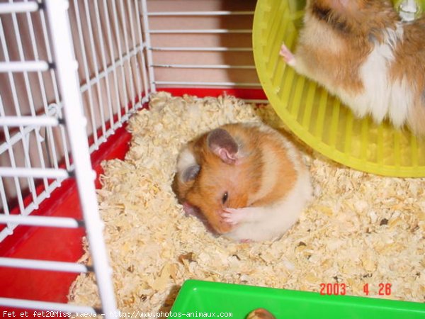 Photo de Hamster