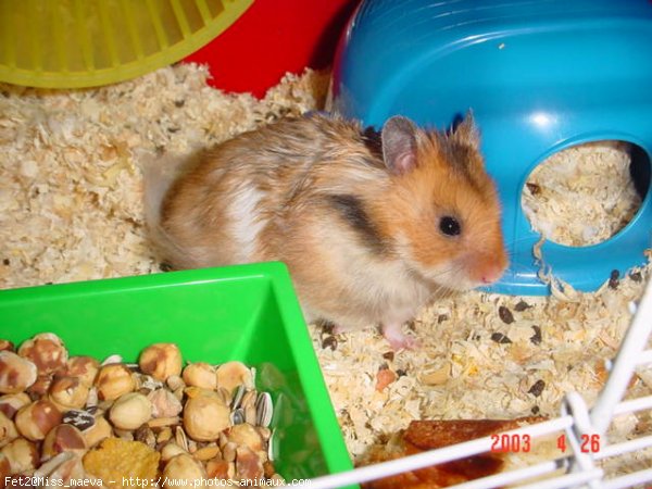 Photo de Hamster