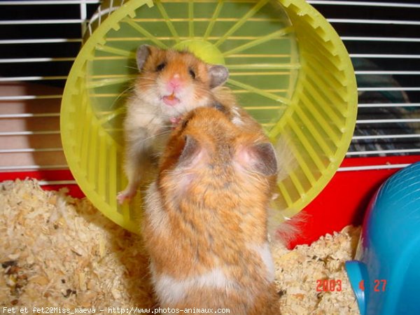 Photo de Hamster