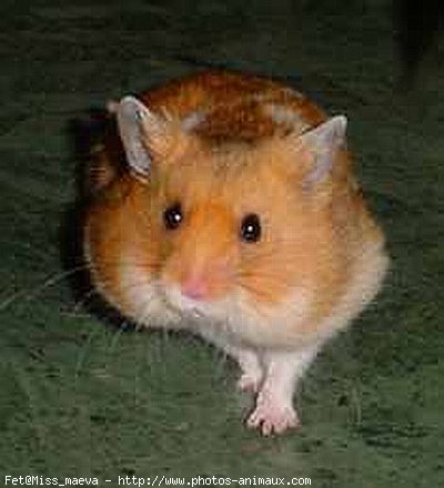 Photo de Hamster