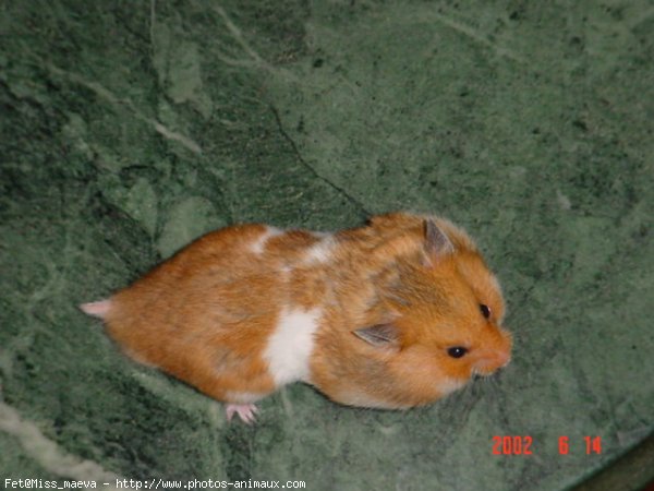 Photo de Hamster