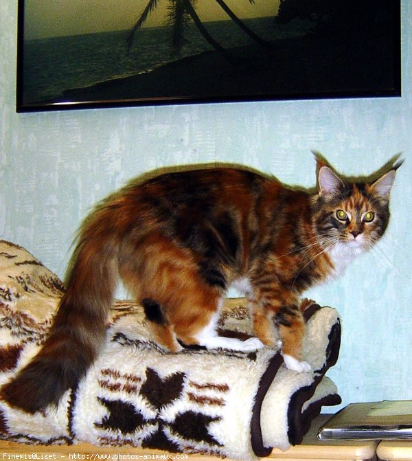 Photo de Maine coon