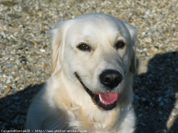 Photo de Golden retriever