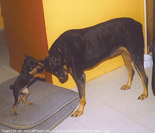 Photo de Pinscher nain