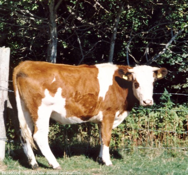 Photo de Vache