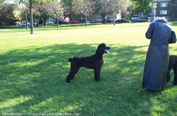 Photo de Caniche moyen