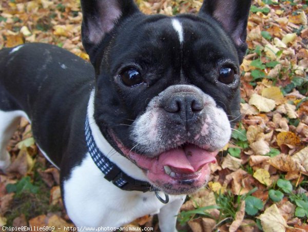 Photo de Bouledogue franais