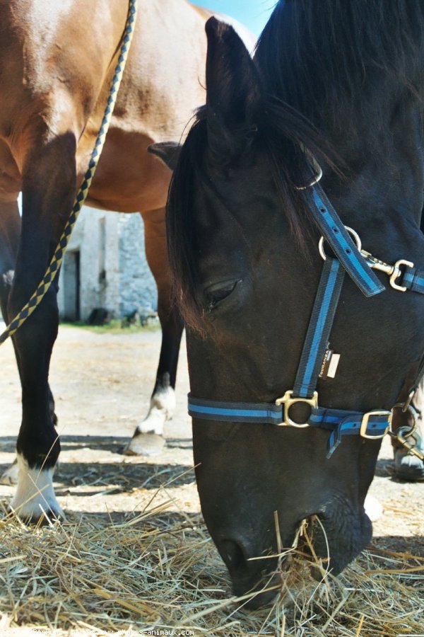 Photo de Trotteur franais