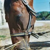 Photo de Trotteur franais